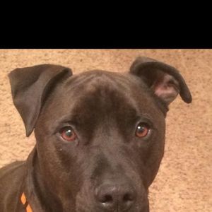 Meet your Posher, Steve